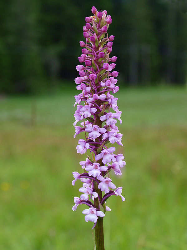 Gymnadenia conopsea apocromatica